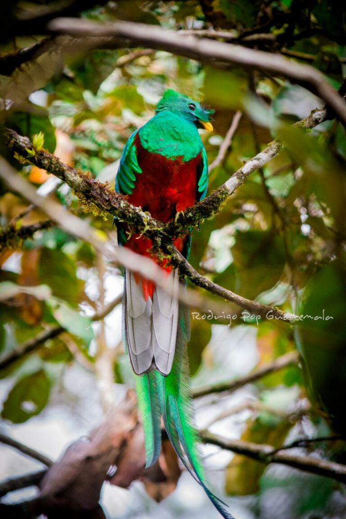 foto quetzal biotopo 2018 09 03 18 32 01 utc 683x1024 foto quetzal biotopo 2018 09 03 18 32 01 utc 683x1024